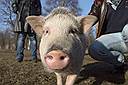 Из-за АЧС в Курской области впервые уничтожат поголовье свинокомплекса