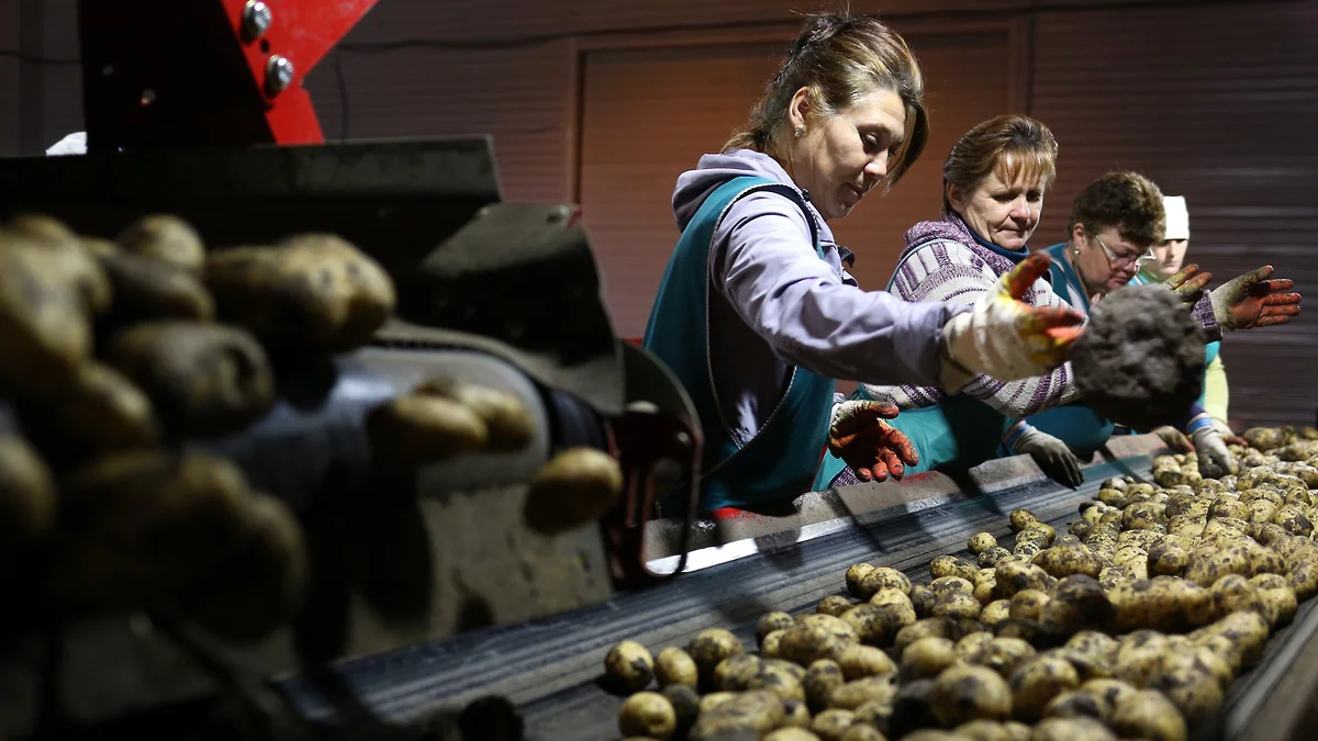 Может ли повториться взлет цен на картофель