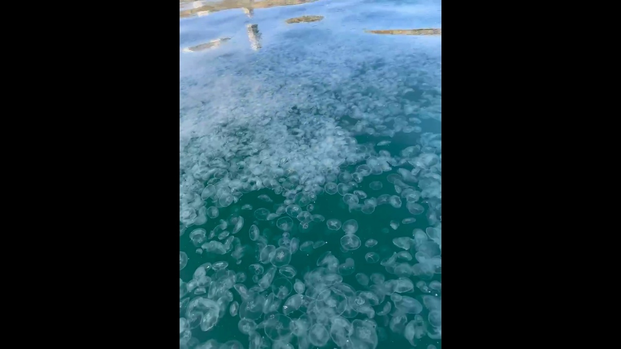 В море у берегов Анапы заметили большое количество медуз