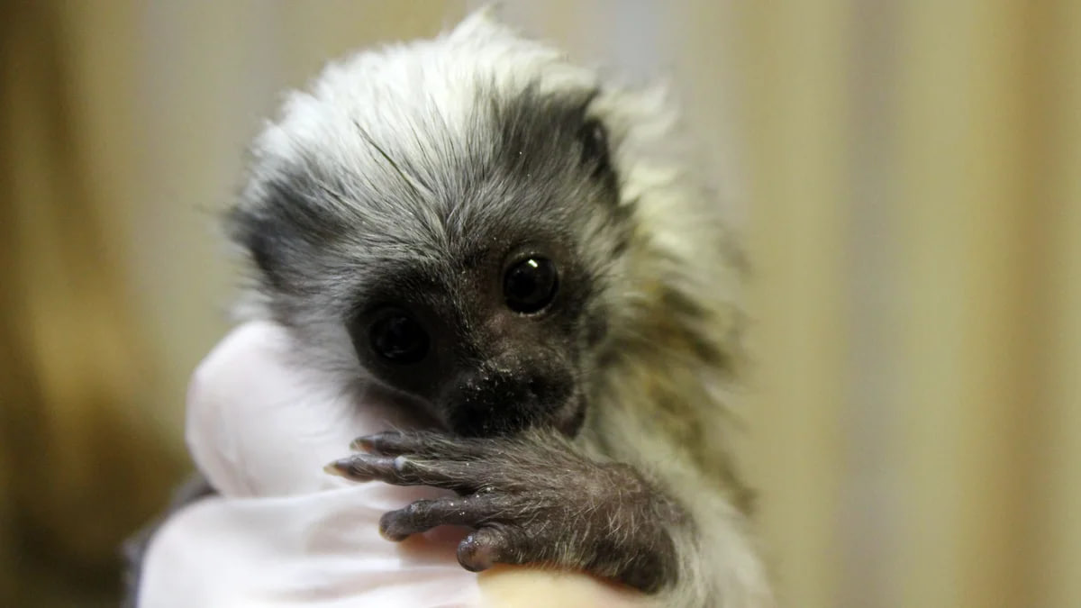 Детеныша эдипова тамарина выхаживают в нижегородском зоопарке