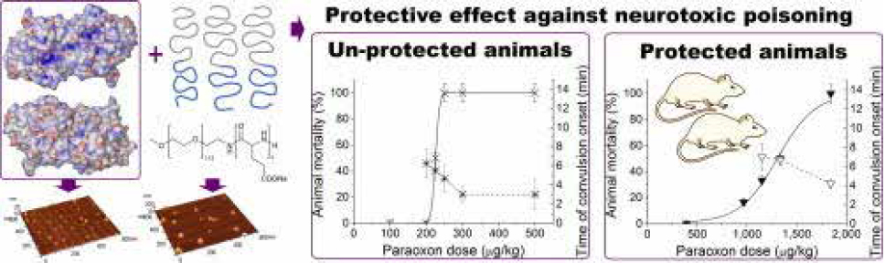 Объединение фермента-противоядия с полимером (левая часть рисунка) кардинально повышает выживаемость в контрольной группе мышей, получивших смертельную дозу фосфорорганического яда