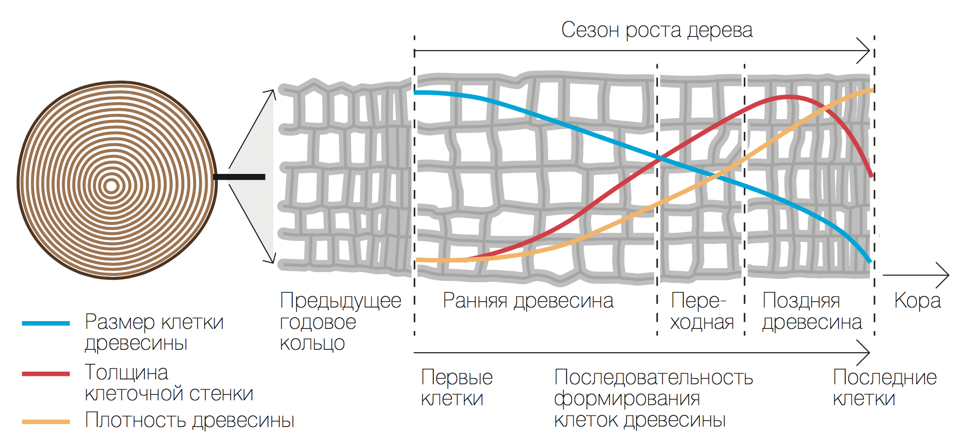 Формирование годичного кольца хвойных деревьев (Источник: Cuny et al., 2014; http://onlinelibrary.wiley.com/doi/10.1111/nph.12871/full#nph12871-fig-0001) 
