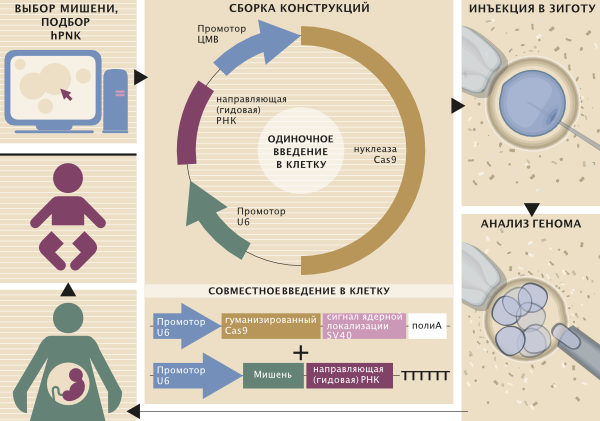 Возможный алгоритм фетальной терапии на основе CRISPR/Cas9