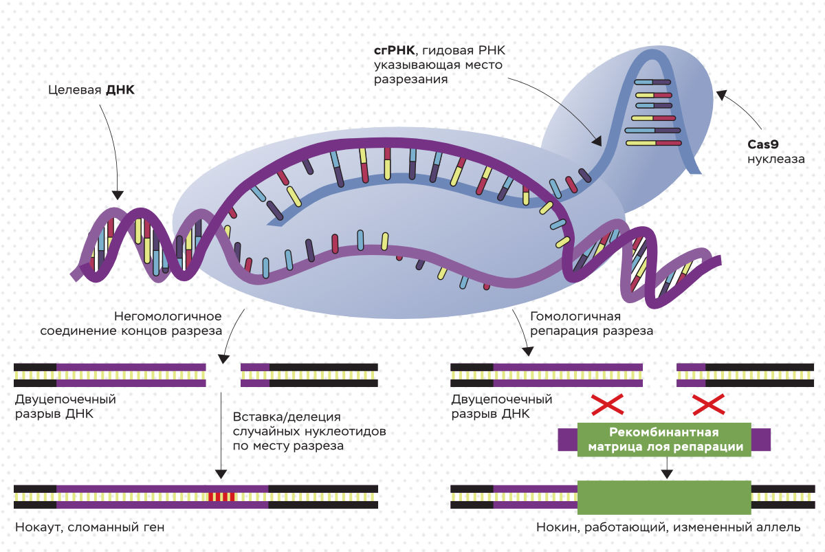 Схема CRISPR/Cas9 генетического редактирования