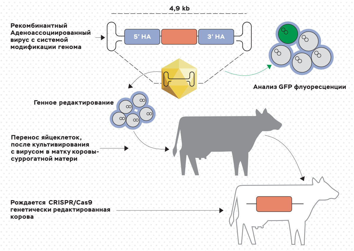 Схема внесения аллеля безрогости в геном коров