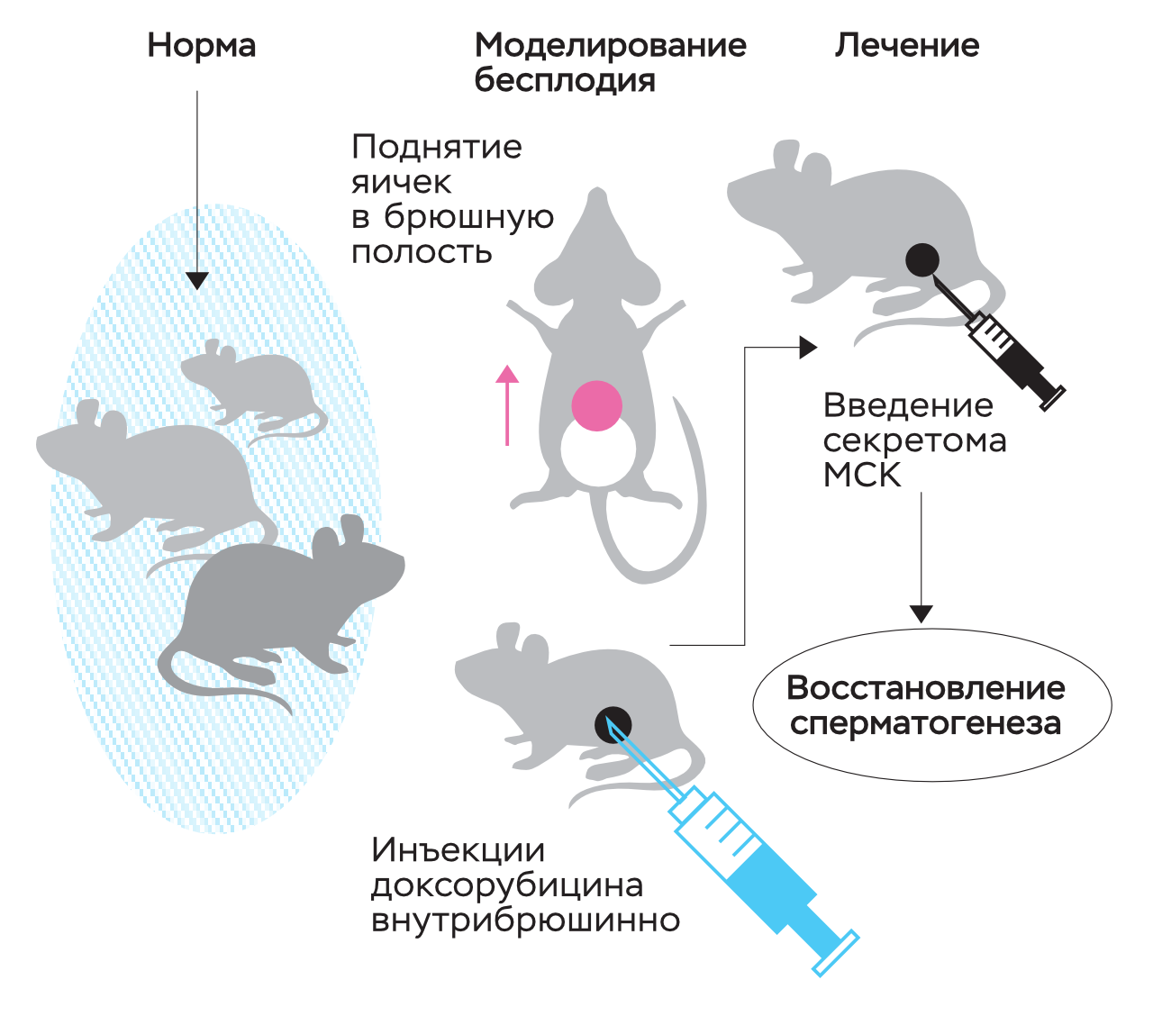 Первый официальный случай излечения от ВИЧ. - Парни ПЛЮС