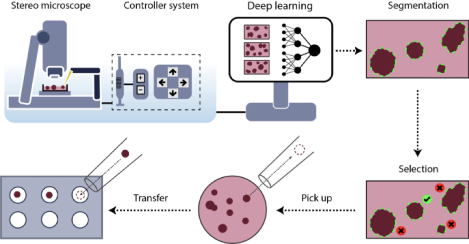 Схематическое изображение SpheroidPicker. Система включает стереомикроскоп, шприц, предметный столик и контроллер манипулятора. Функция автоматического скрининга позволяет получать светлопольные изображения сфероидов. Этапы сегментации и извлечения признаков основаны на модели глубокого обучения. После выбора сфероидов сборщик сфероидов автоматически переносит их в целевую пластину