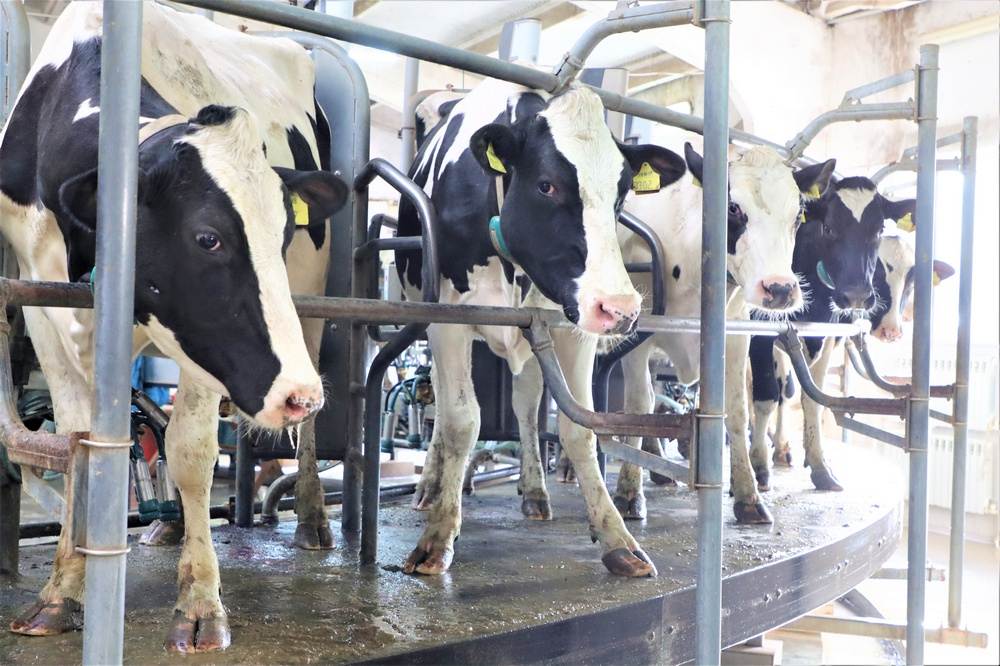 Мясным скотоводством в Краснодарском крае занимаются более 90 хозяйств