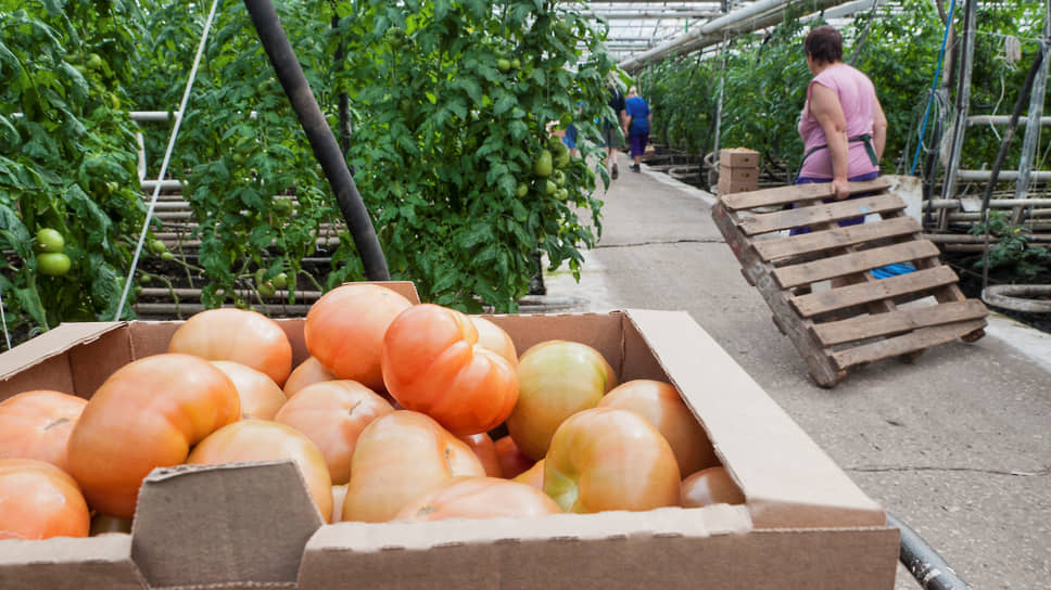 Сибирские теплицы краснодарской кмпании смогут производить по 20 тыс. т огурцов и томатов в год
