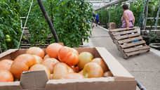 Сибирь забросают помидорами