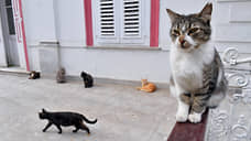 Дорога миска к обеду