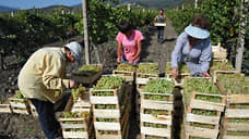 Следы улиток привели в Норильск