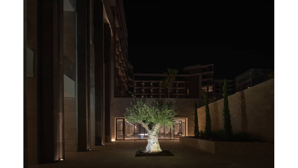 Старейшее оливковое дерево на территории отеля Amara