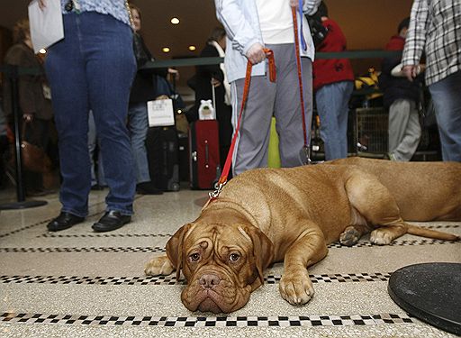 09.02.2009 В Нью-Йорке открылась крупнейшая в США выставка собак &quot;Вестминстер кеннл клаб шоу&quot;. В выставке примут участие более 2,5 тыс собак
