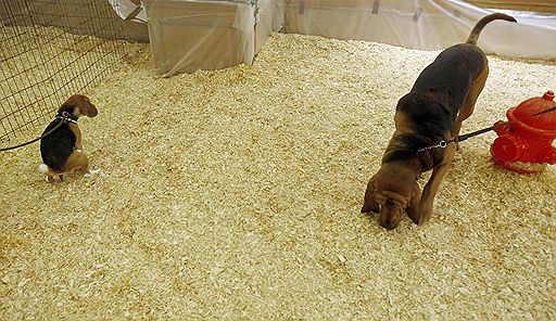 09.02.2009 В Нью-Йорке открылась крупнейшая в США выставка собак &quot;Вестминстер кеннл клаб шоу&quot;. В выставке примут участие более 2,5 тыс собак