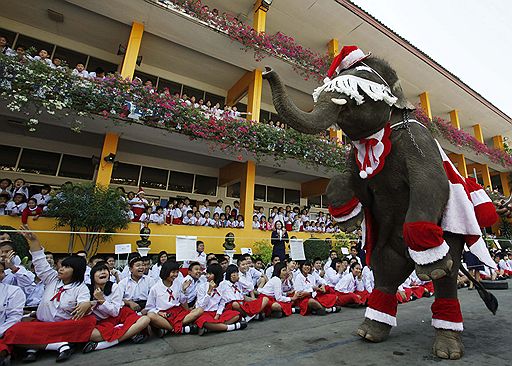 23.12.2009 Дерессированный слон, одетый как Санта Клаус, выступил для студентов во время празднования Рождества недалеко от Бангкока