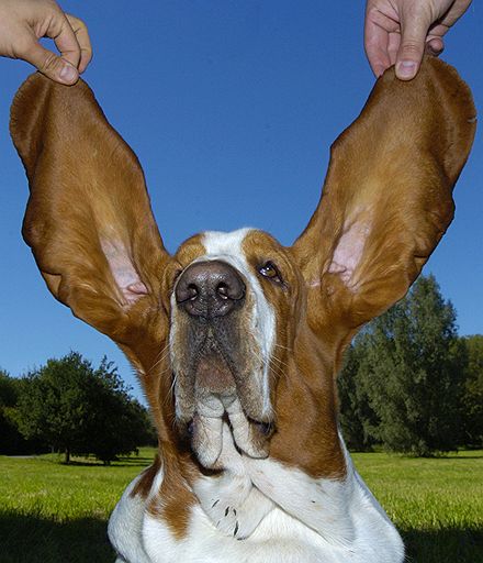 Бассетхаунд, проживающий в немецком городе Фульда, попал в Книгу рекордов Гиннесса за свои самые длинные в мире уши – их длина достигает 33,2 см