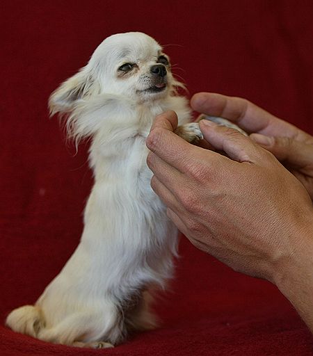 В Книгу рекордов Гиннесса в 2004 году занесена самая маленькая собака в мире, Данка, породы длинношерстная чихуахуа. Длина ее тела 18,8 см, вес 765 гр.