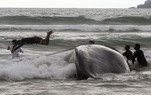 26.10.2010 На пляже в Рио-де-Жанейро проходит спецоперация по возвращению 12-метрового кита на глубину. Чтобы сдвинуть с места 25-тонное млекопитающее, понадобилась специальная техника и десятки добровольцев