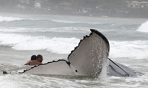26.10.2010 На пляже в Рио-де-Жанейро проходит спецоперация по возвращению 12-метрового кита на глубину. Чтобы сдвинуть с места 25-тонное млекопитающее, понадобилась специальная техника и десятки добровольцев