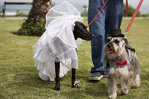 09.07.2011 В Лиме владельцы собак организовали для своих питомцев свадебную церемонию. Облаченные в нарядные костюмы, собаки даже оставили отпечатки своих лап на брачных свидетельствах