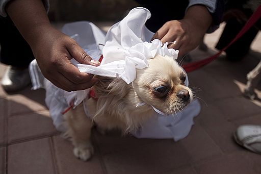 09.07.2011 В Лиме владельцы собак организовали для своих питомцев свадебную церемонию. Облаченные в нарядные костюмы, собаки даже оставили отпечатки своих лап на брачных свидетельствах