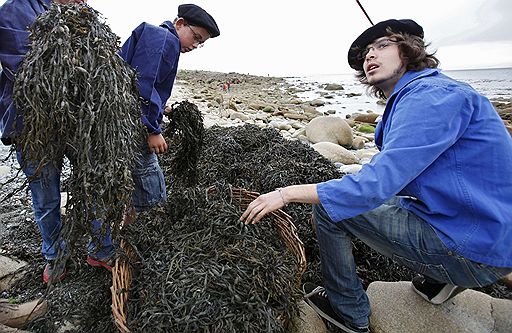 25.07.2011 Во французской Бретани прошел ежегодный фестиваль водорослей. Его участники собирают водоросли традиционным способом и сжигают их для приготовления удобрений
