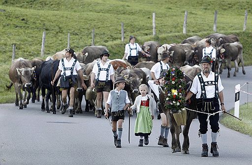 23.09.2011 В конце летнего сезона в районе города Оберсдорф баварские фермеры уводят свои стада с Альп вниз на зимние пастбища. Коров украшают цветами только в случае, если все стадо пережило лето