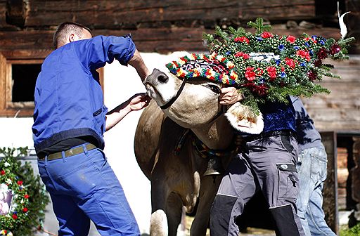 23.09.2011 В конце летнего сезона в районе города Оберсдорф баварские фермеры уводят свои стада с Альп вниз на зимние пастбища. Коров украшают цветами только в случае, если все стадо пережило лето