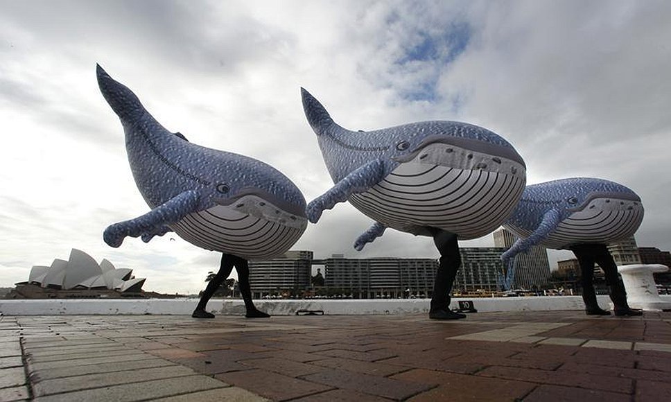 Защитники природы митигнгуют в костюмах китов в Сиднее. 1 июня 2010 года