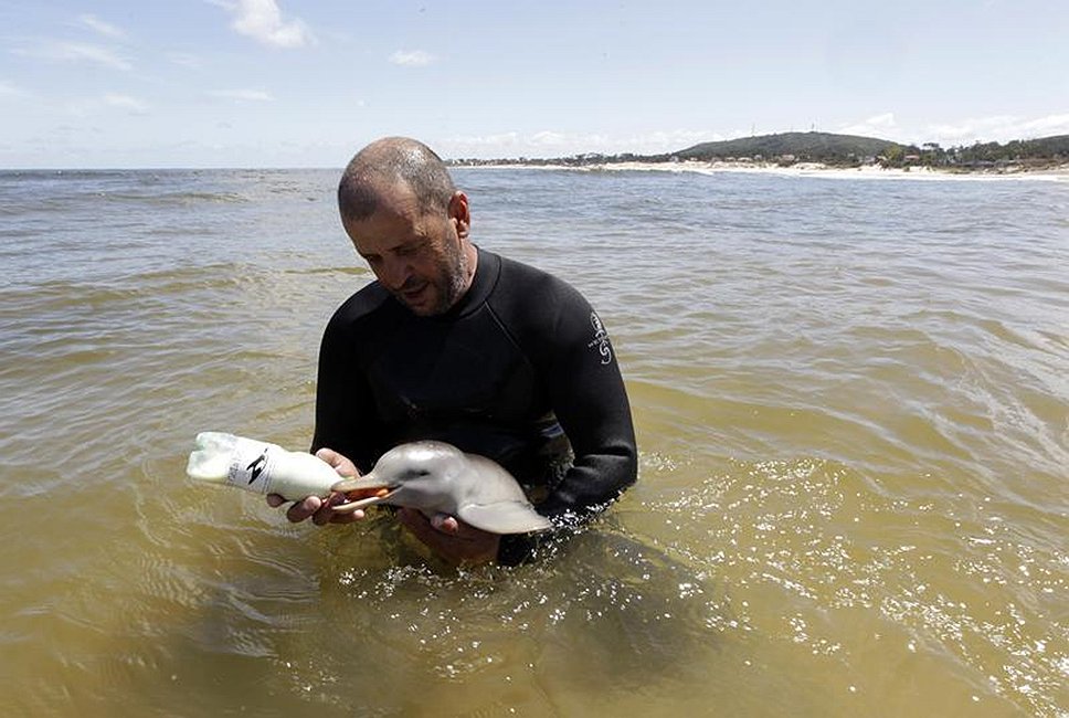 Глава организации S.O.S Rescate Fauna Marina Ричард Тисор кормит обнаруженную у берегов Уругвая молодую самку дельфина. 17 октября 2011 года