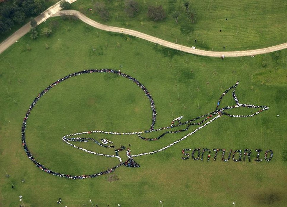 Защитники природы из 80 стран на встрече в Сантьяго выстроились таким образом, чтобы с высоты на траве был виден контур синего кита и слово &quot;santuario&quot; (убежище, святилище). 22 июня 2008 года
