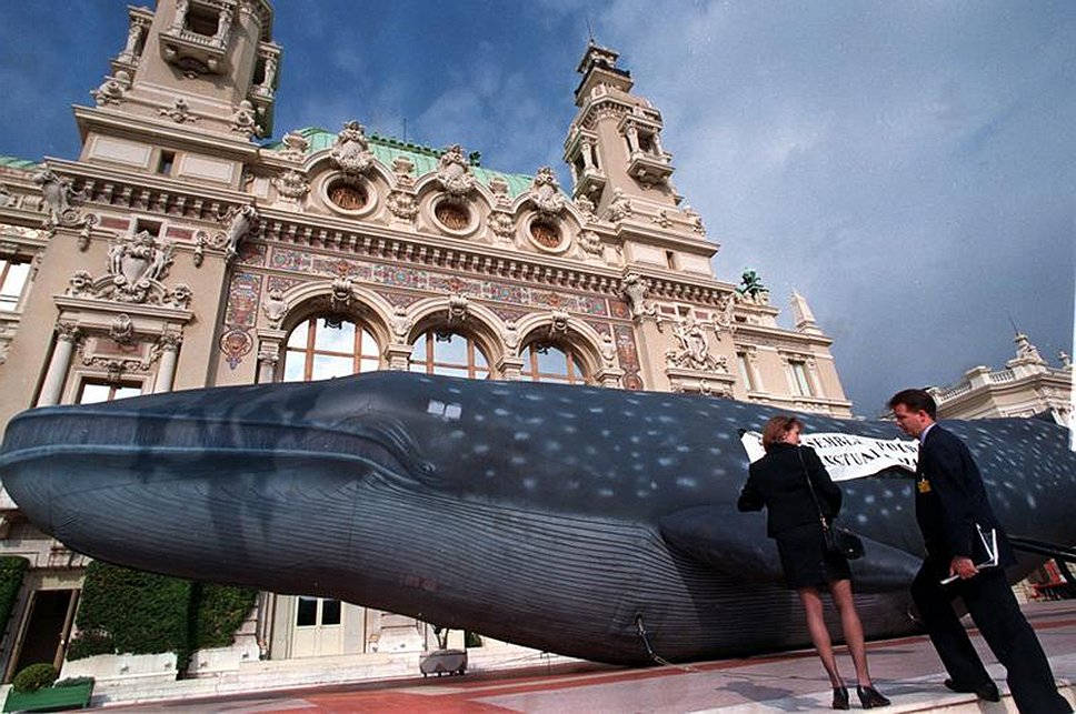WWF протестует против слабой политики Франции и Италии по защите китообразных