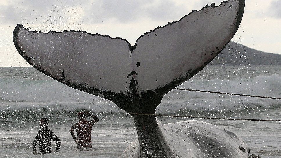 Выбросившегося на побережье кита пытаются переместить обратно в океан. 26 октября 2010 года