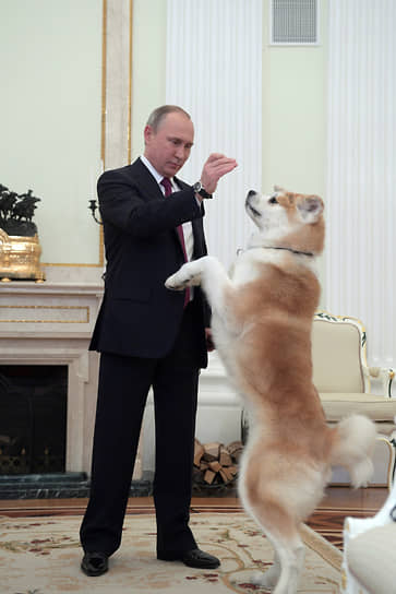 В 2012 году губернатор северной японской префектуры Акито Норихиса Сатакэ подарил Владимиру Путину щенка породы акита-ину, которого назвали Юмэ (в переводе с японского — «мечта»). Имя для собаки господин Путин выбрал сам. Сообщалось, что Юмэ живет в Ново-Огарево