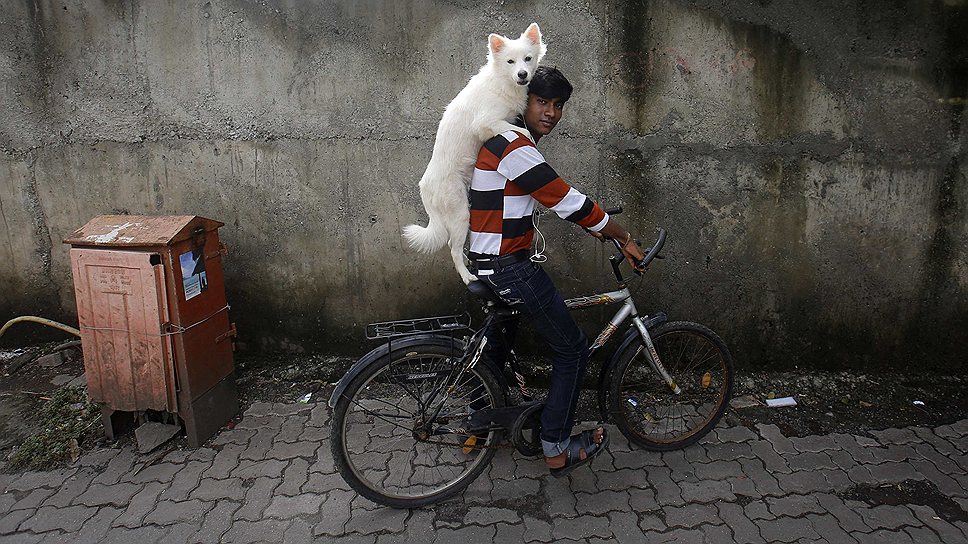 9 июля. Велосипедист и его собака на одной из улиц индийского города Мумбай