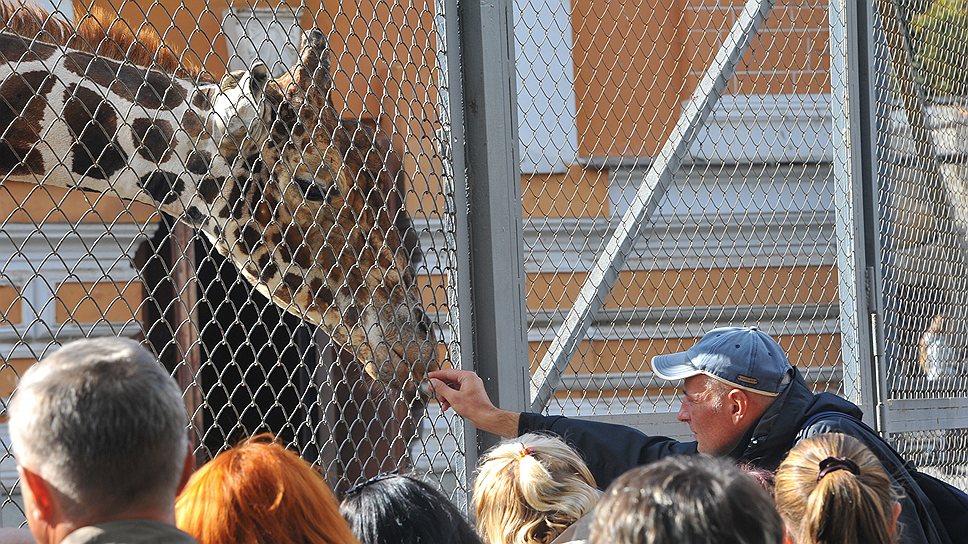 9 июля. Обрушение деревянных подмостков для кормления жирафа в Московском зоопарке. В результате ЧП пострадали 13 человек, включая трех детей