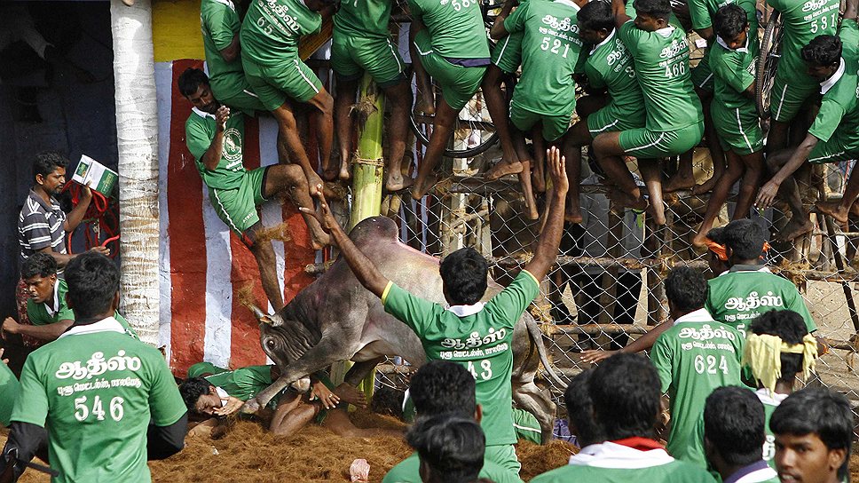 Фестиваль укрощения быков на окраине города Мадураи, Индия