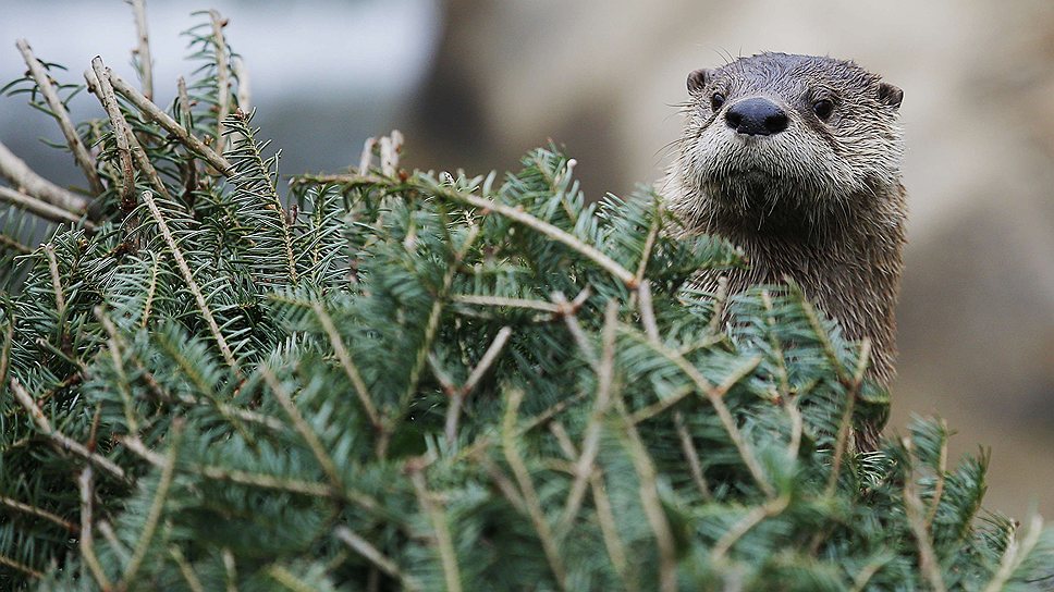 Жители Провинстауна после праздников передали рождественские ели Баттонвудскому зоопарку в Массачусетсе