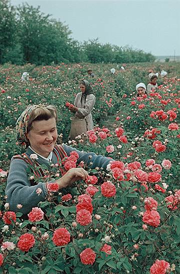 Советская пропаганда с первых дней развертывания, как тогда говорилось, стахановского движения не уставала подчеркивать, что быть передовиком не только почетно, но и очень выгодно
&lt;br>На фото: Крым. Лучшая сборщица зуйского совхоза-завода «Красная роза» Р.Дударь