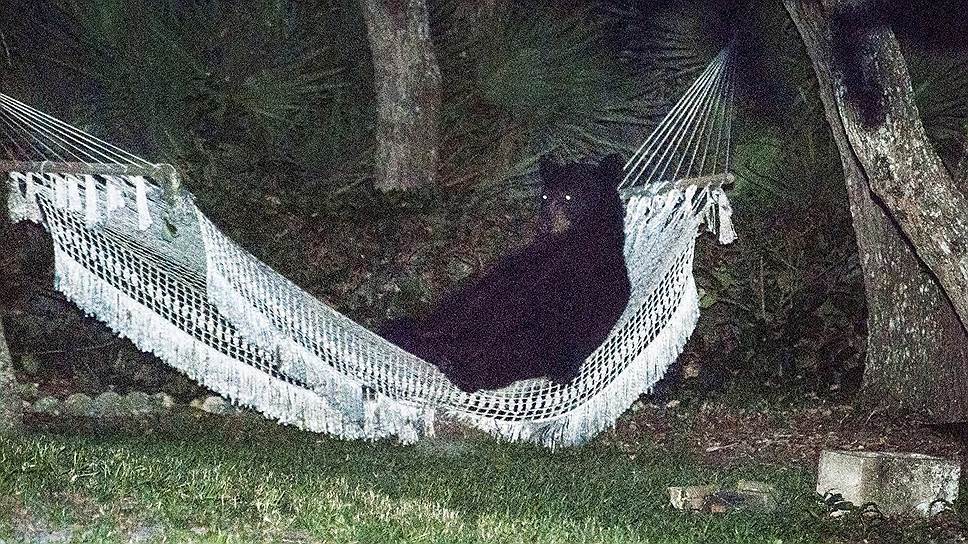 Черный медведь в гамаке на заднем дворе жилого дома в Дайтоне-Бич, Флорида. По словам автора снимка, дикий зверь отдыхал в гамаке около 15 минут и убежал, когда во дворе включили свет