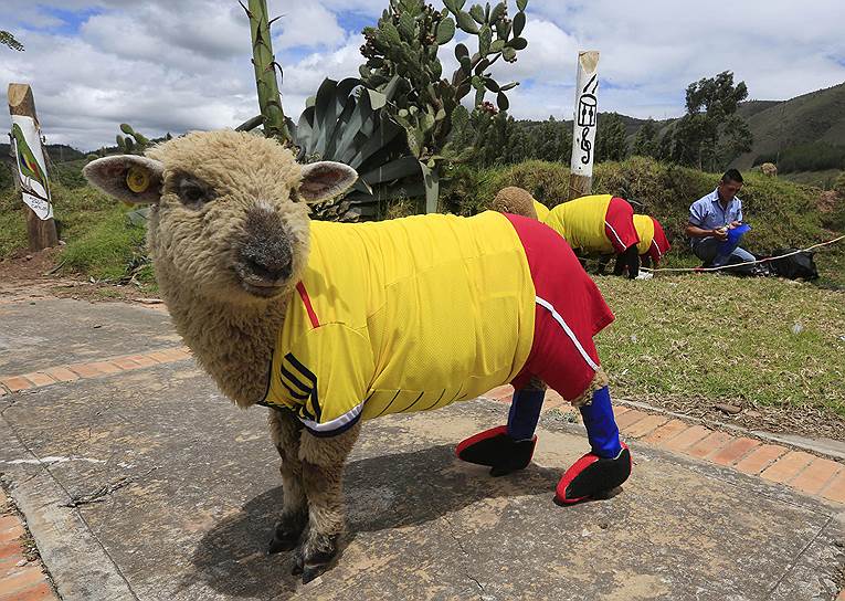 Овцы в форме сборной Колумбии по футболу на выставке в Нобсе, Колумбия