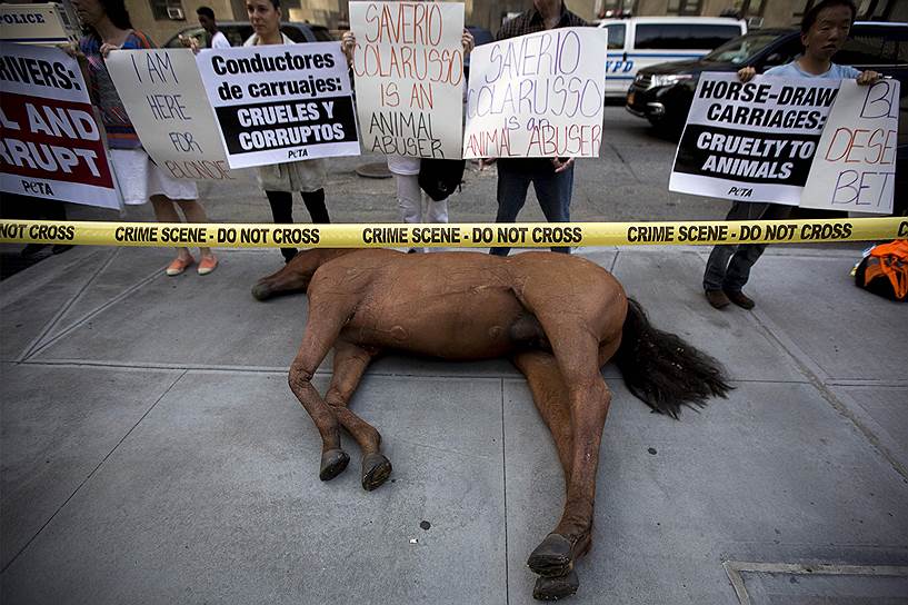 Чучело лошади на акции протеста активистов PETA у здания Манхэттенского уголовного суда, где рассматривается дело Саверио Коларуссо, обвиняемого в жестокости по отношению к животным