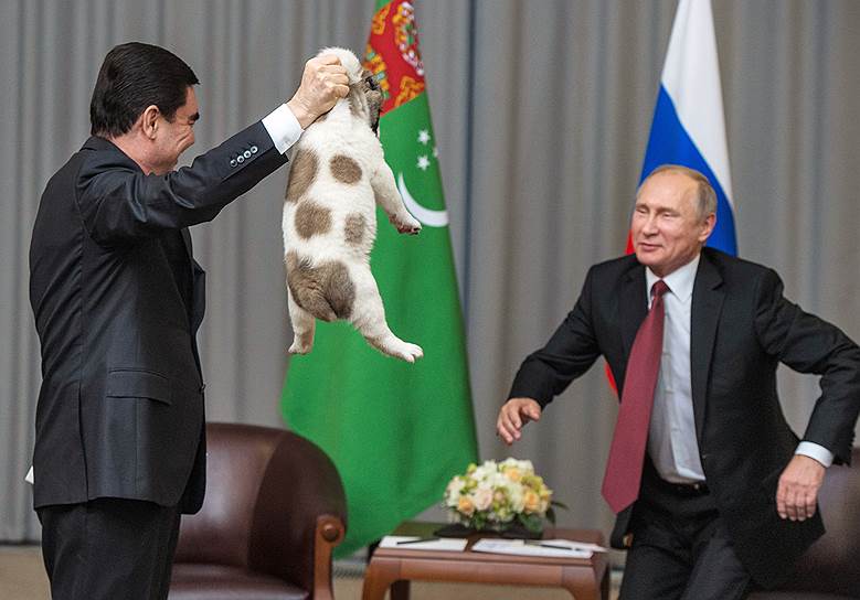 11 октября 2017 года президент Туркмении Гурбангулы Бердымухамедов в ходе встречи в Сочи подарил Владимиру Путину щенка породы туркменский алабай