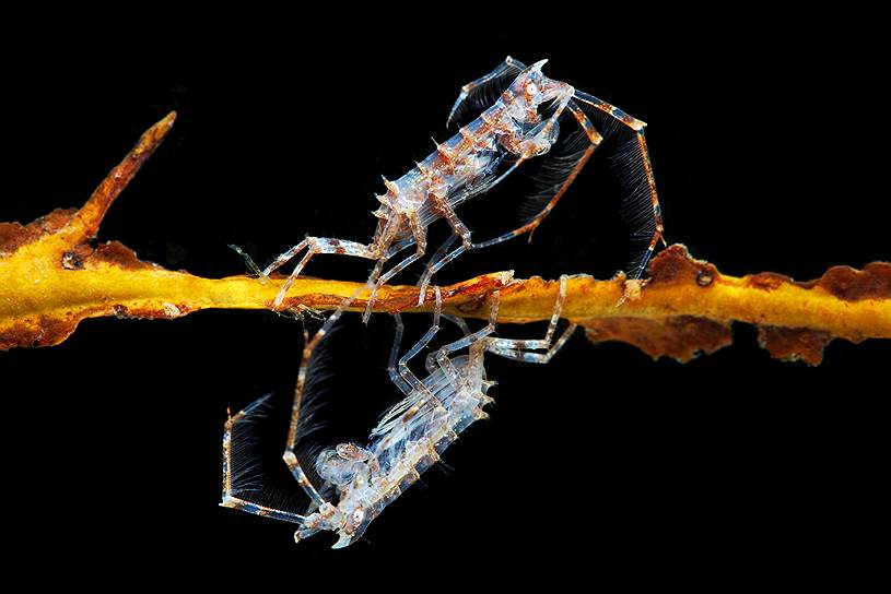 Дулихия (Dulichia spinosissima) — небольшие ракообразные. Дулихии живут на палочках, которые строят сами. Так они защищают себя от хищников, ищущих добычу на дне, и, поднявшись выше конкурентов, получают преимущество в борьбе за зоопланктон и одноклеточные водоросли. Охотится Дулихия с помощью длинных “антенн”, густо покрытых длинными щетинками