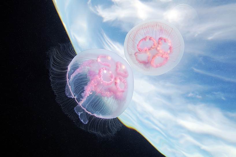 Аурелия (Aurelia aurita) – одна из наиболее распространенных в мире медуз. Питается мелким зоопланктоном, подгоняя его ко рту плавными взмахами купола, по краям которого расположены сотни тончаи&amp;#774;ших щупалец. На четырех крупных ротовых лопастях аурелии тоже есть небольшие подвижные щупальца, усеянные стрекательными клетками, которые парализуют или убивают добычу