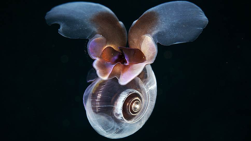 Лимацин или Морской Чертик (Limacina helicina) — крохотный моллюск, живущий в планктоне. В процессе эволюции его “улиточная” нога превратилась в “крылья”, с помощью которых он плавает. Необычен и способ питания Лимацина — он секретирует огромный слизевой шар, на который налипают мелкие ракообразные, бактерии и водоросли. Когда добыча поймана, лимацин шар съедает