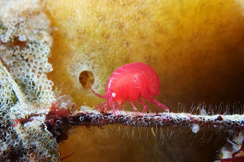Акантонотозома (Acanthonotozoma inflatum) &amp;#8209; небольшой рачок, живущий на глубине от 8 до 25 метров в зарослях красных водорослей и мшанок, которыми и питается. Как правило, акантонотозомы имеют ярко-красную окраску, но сразу после линьки, пока их покровы не окрепнут, становятся нежно розовыми. В этот момент они крайне уязвимы для хищников и стараются не покидать укрытия