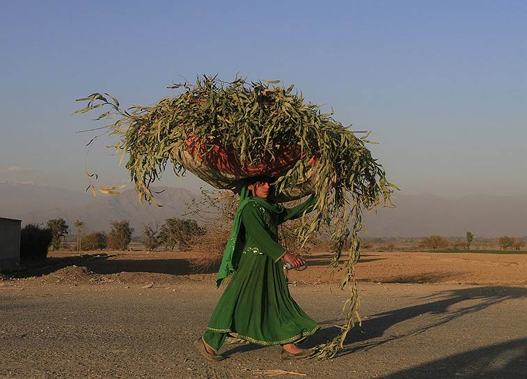 Джалал-Абад, Афганистан. Женщина несет на голове связку травы