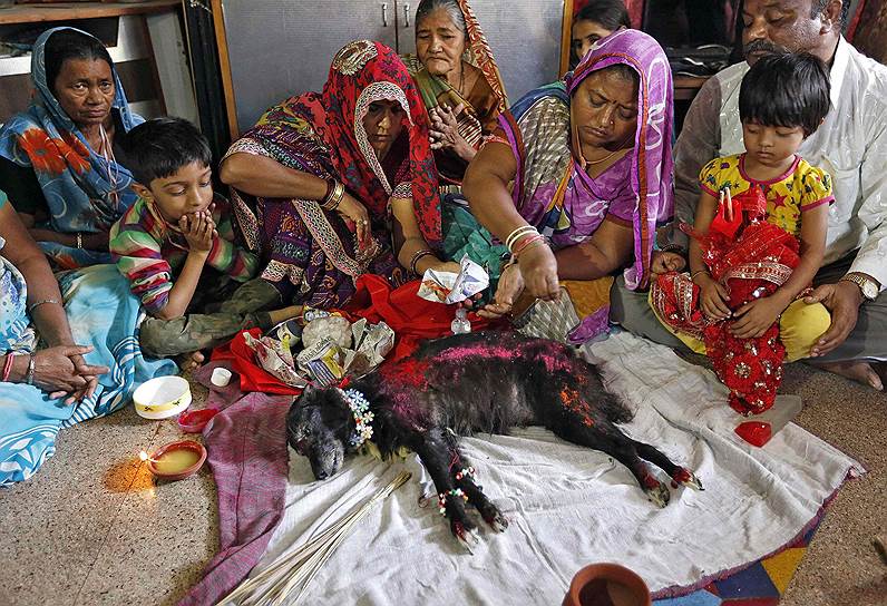 Ахмадабад, Индия. Женщина в процессе ритуала перед захоронением животного посыпает розовой пудрой тело умершей собаки